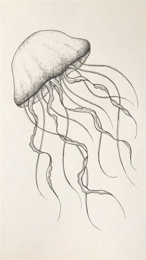 How to Jellyfish drawing. Ocean animal illustration. Sea draw tattoo ...