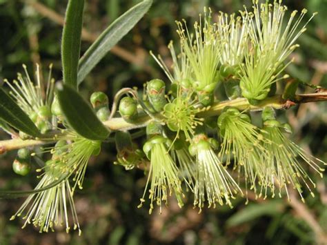 Callistemon flavovirens - Green Bottlebrush | Australian Botanic Garden ...