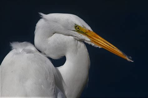 Nikon Program Mode 的图像结果