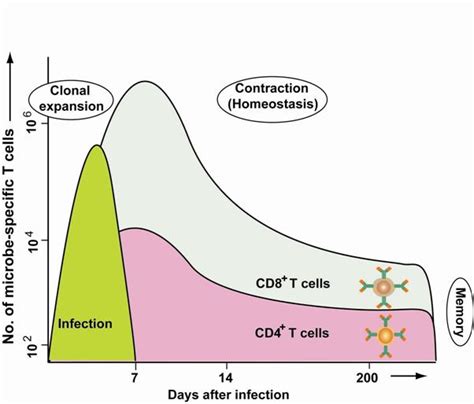Figure 18.1 Clonal expansion of lymphocyte: