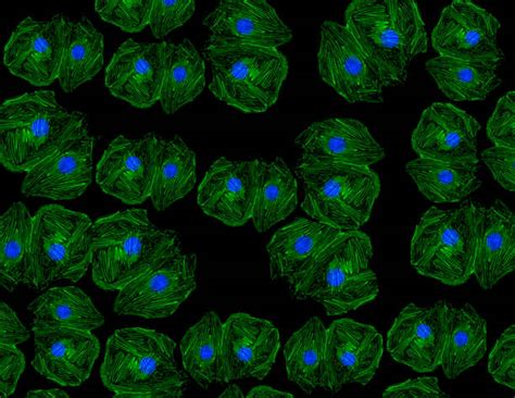 Microscope Cell 的图像结果