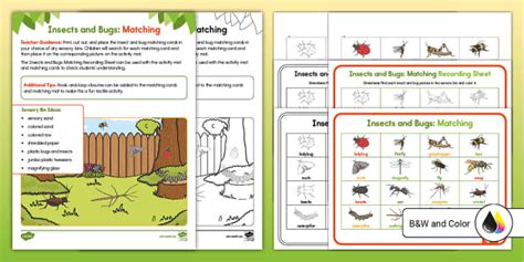Insects and Bugs Sensory Bin (teacher made) - Twinkl