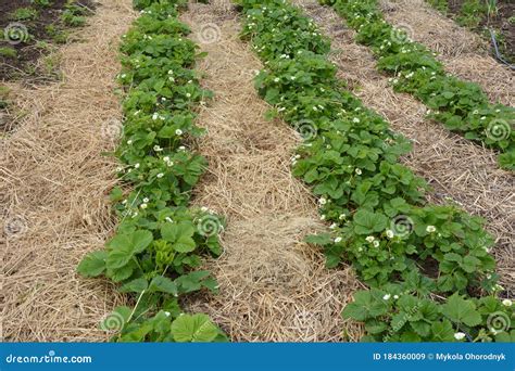 Mulching Strawberries in the Garden. the Blossoming Strawberry ...