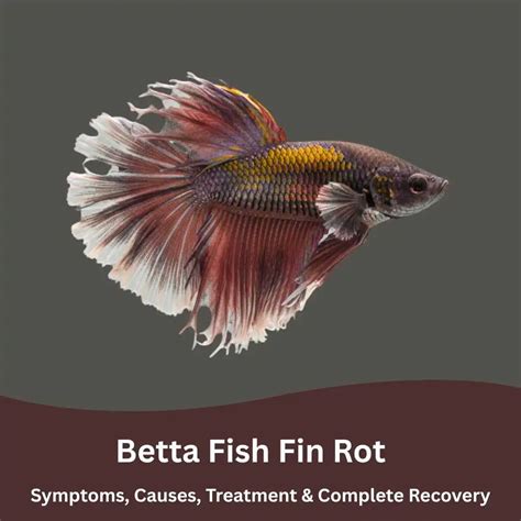 Betta Fish Fin Rot: Symptoms, Treatment & Complete Recovery