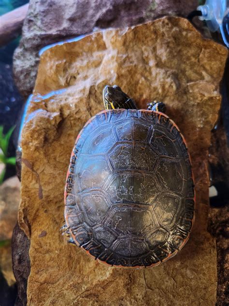 Image result for Normal Shell Warrantly