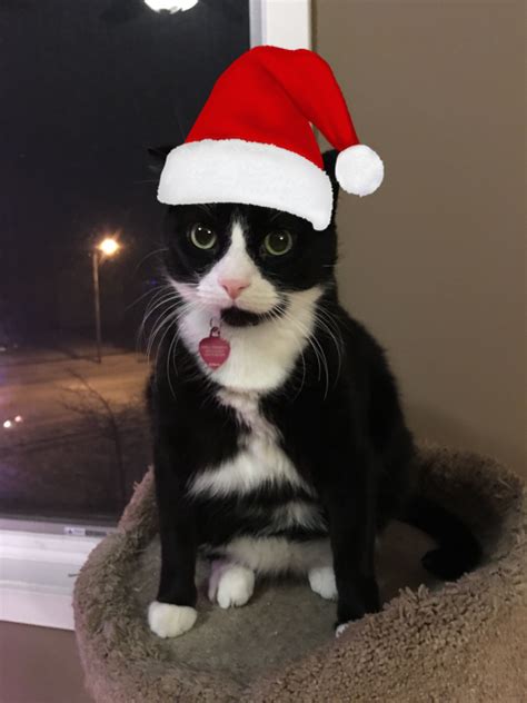 Christmas Cat in a Hat