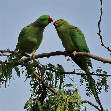 HOTEL DIVINE PALACE (Pushkar Rural) - Specialty Hotel Reviews, Photos ...