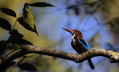 Pench National Park: A safari guide’s tips on the best time to visit ...