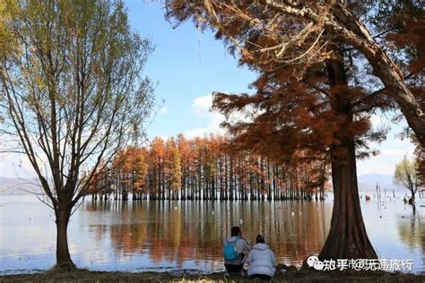 冬日洱海红水杉美出圈最新素材