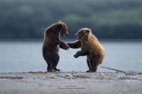 Finalists Announced in the Comedy Wildlife Photography Awards 2023