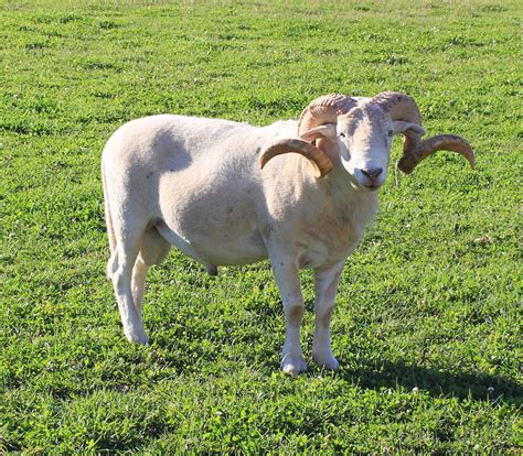Wiltshire Horn Sheep | Canadian Co-operative Wool Growers Limited