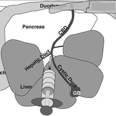Image result for Mouse Intraperitoneal Space