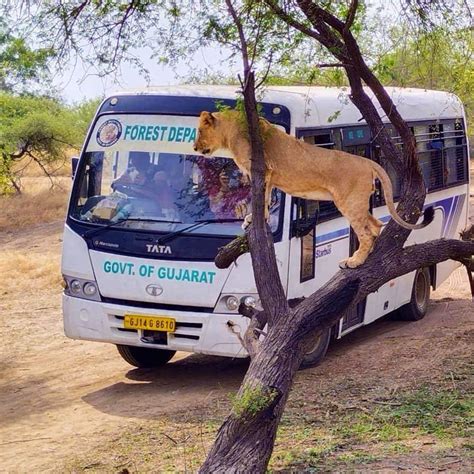 Naaz Tours & Travels | Gir Jungle Open Jeep Safari | Gir Devaliya GIZ ...