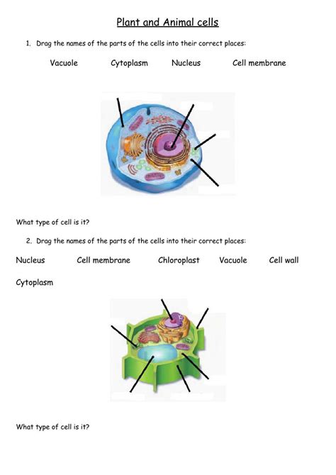 Cell Structure and Function Worksheet 的图像结果