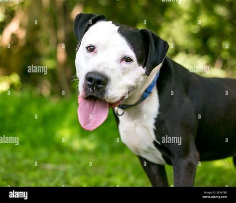 A happy black and white Pit Bull Terrier mixed breed dog looking at the ...