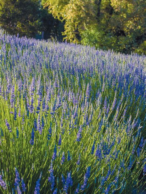 LAVENDER - Edible Monterey Bay