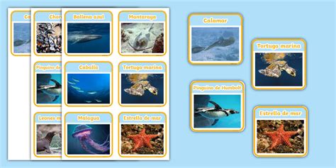 Tarjetas: Animales del mar peruano | Recursos Twinkl Perú
