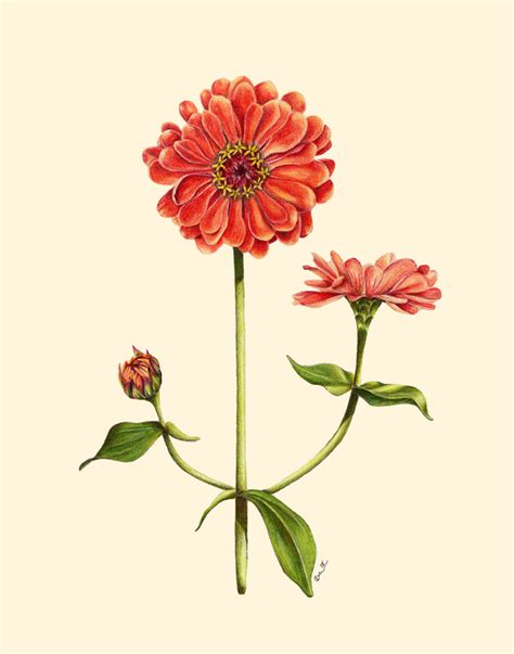 simple zinnia drawing