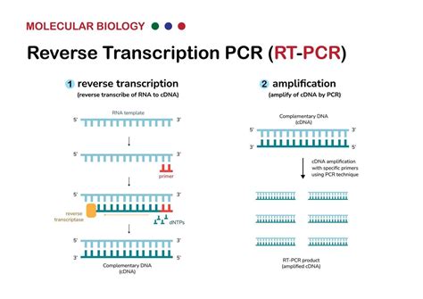 Image result for Animation PCR Reverse Transcriptase