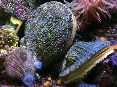 Scallop Facts: Habitat, Behavior, Diet