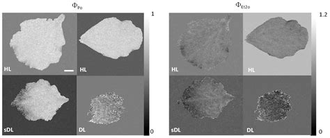 Desiccation Tolerance in Ramonda serbica Panc.: An Integrative ...