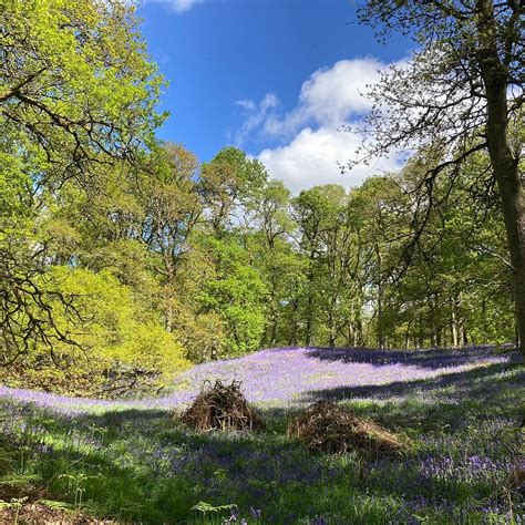 KINCLAVEN BLUEBELL WOODS (2026) All You Need to Know BEFORE You Go ...
