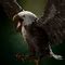 Giant Eagle - bg3.wiki