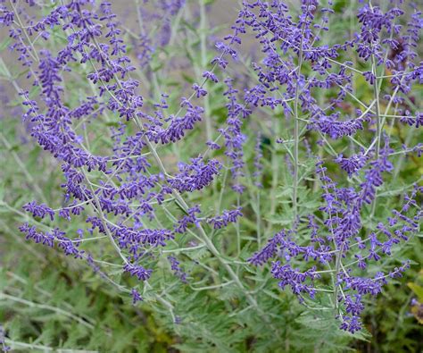 How to propagate Russian sage: expert tips for new plants | Homes and ...