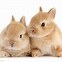 Image result for Funny Cute Baby Animal Bunny