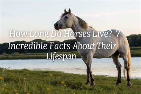 How Long Horses Live