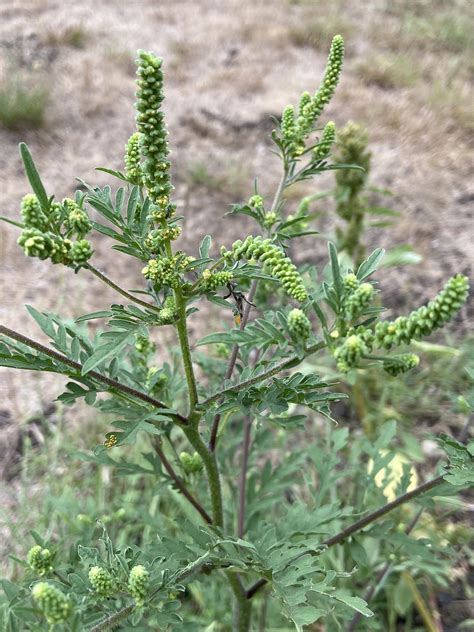 Ragweed Plant