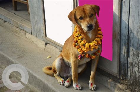 Everything about Kukur Tihar in Nepal 2025: A Unique Dog Festival ...