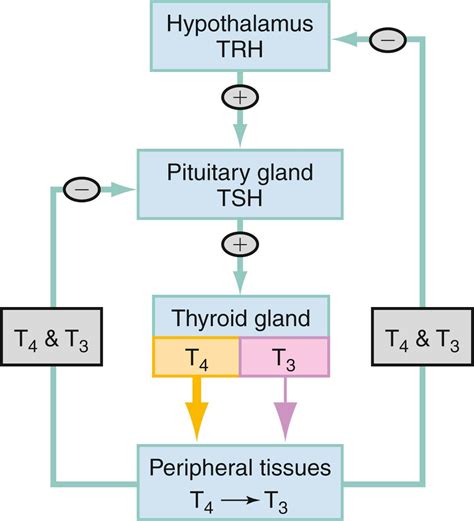 Image result for Thyroid Testing Algorithm