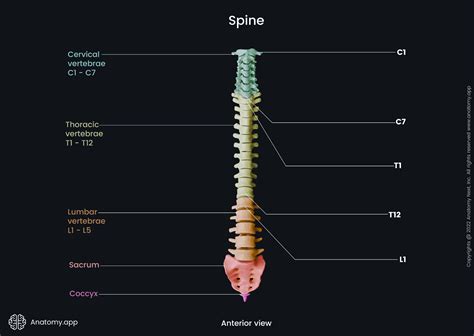 Human Spine Labeled
