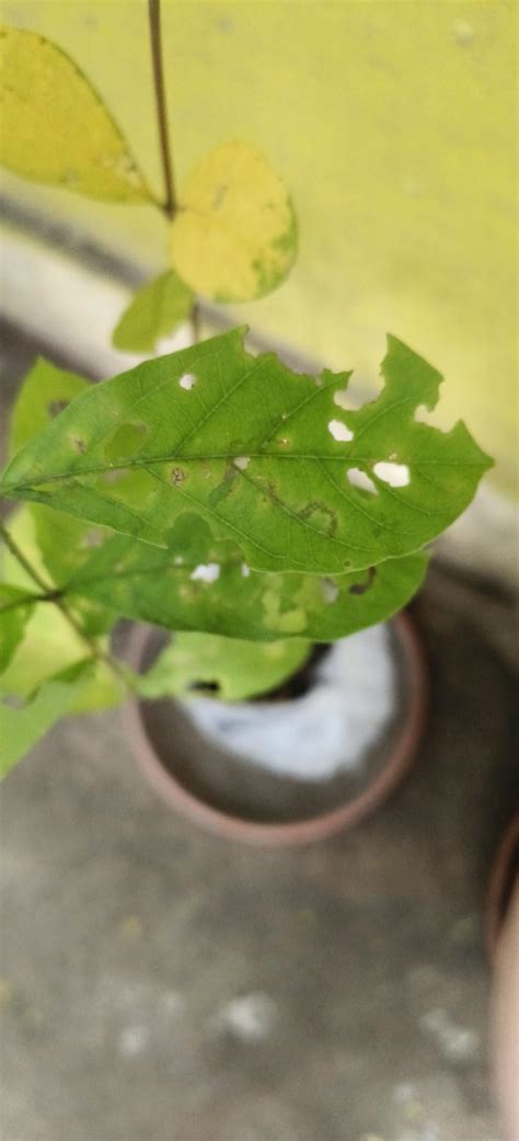 Live Madhumalati All Season Flower Plant Rangoon Creeper Climbing Plant ...