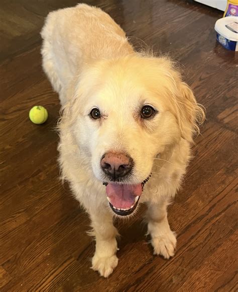 Bingles - Adopt A Golden Atlanta