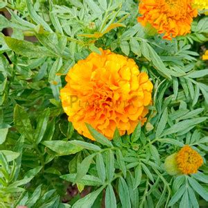 jkfarm Marigold Flower, Genda Phool Seed Price in India - Buy jkfarm ...