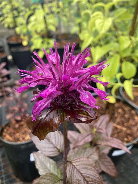 Monarda didyma 'Sugar Buzz Rockin' / Bee Balm - Hima Nursery