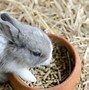 Image result for Rabbit Eat Flowers