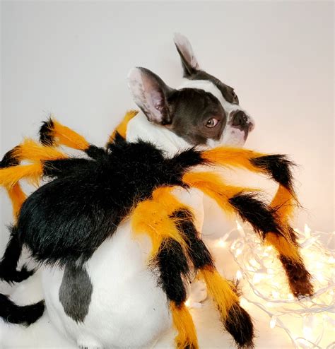 Dog Costume Spider