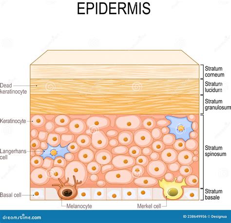 Layers of Epidermis. Epithelial Cells of the Skin Stock Vector - Illustration of dermis ...