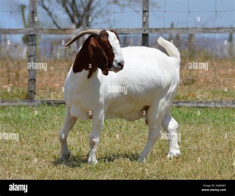 Female Boer goat in Brazil. The Boer is a breed developed in South ...