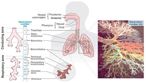 Review of Motion Simulation of Particulate Matter in the Respiratory ...