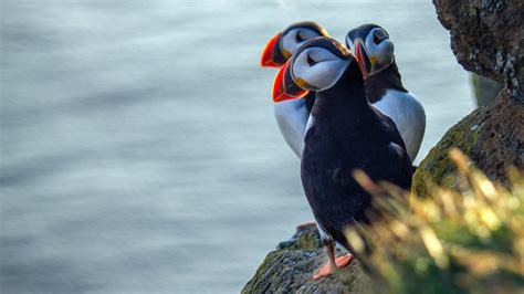 Best Places to See Puffins in Iceland | Iceland Tours