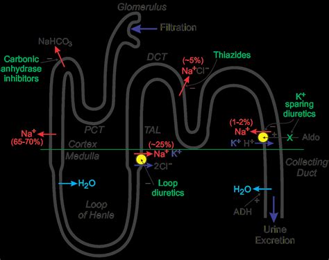 Pharmacology 101: An Overview of Thiazide Diuretics — tl;dr pharmacy