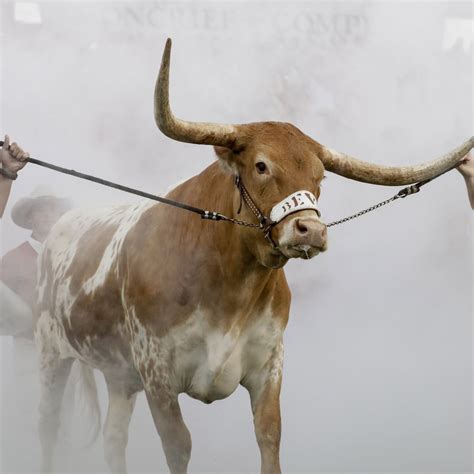 Texas Longhorns Bevo