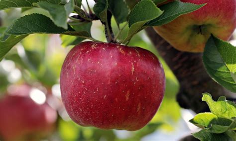 Image result for Apple Basic Programming Example