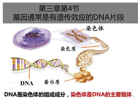3.4基因通常是有遗传效应的DNA片段-2020-2021学年高一生物人教版（2019）必修2 课件（16张ppt）-21世纪教育网