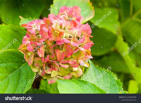 Big Leaf Hydrangeas Hortensia On Green Stock Photo 2209408089 ...