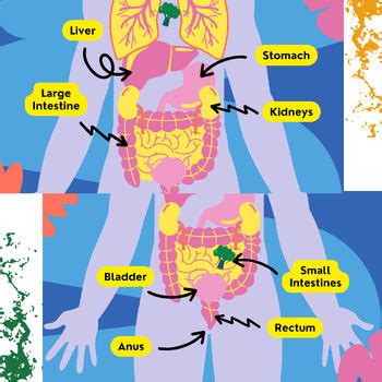 Image result for How Does Food Get Digested